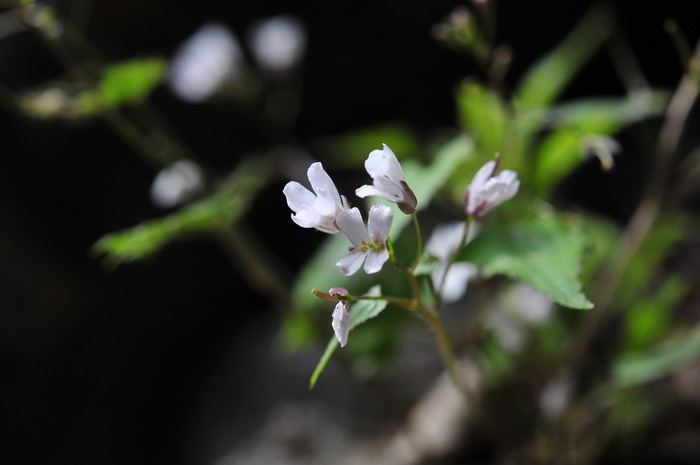 心叶碎米荠Orychophragmus limprichtianus