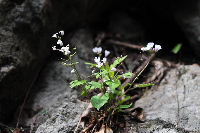 心叶碎米荠Orychophragmus limprichtianus 心叶碎米荠Orychophragmus limprichtianus