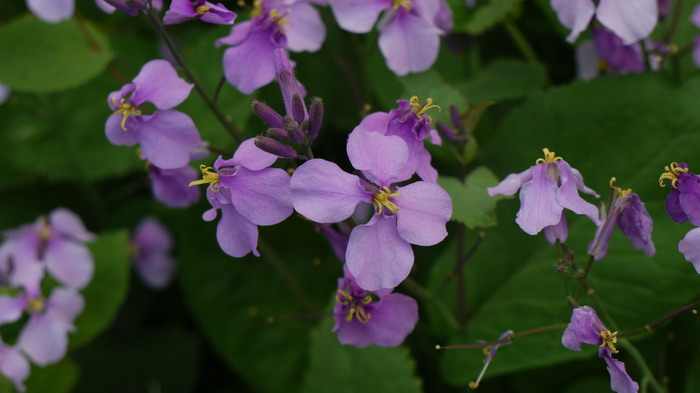 二月兰Orychophragmus violaceus