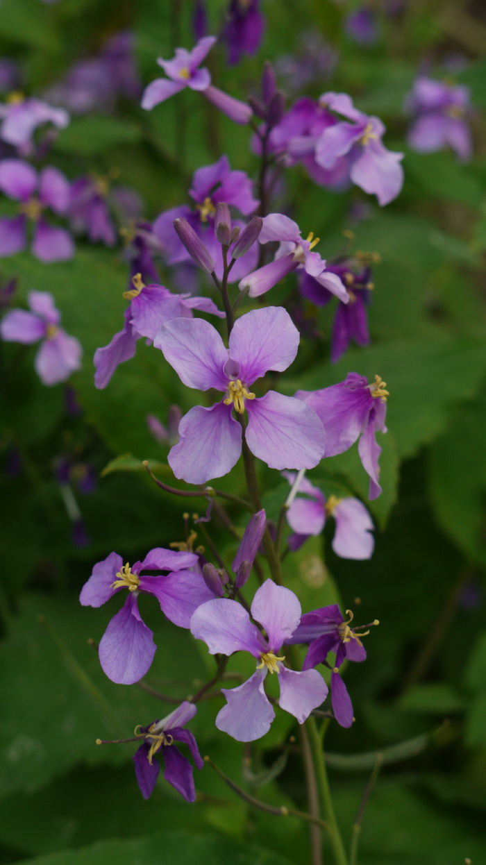 二月兰Orychophragmus violaceus