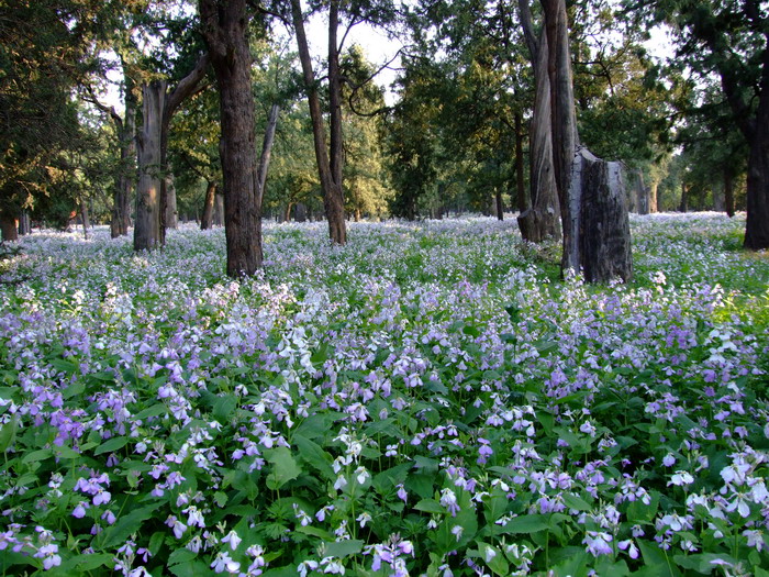 二月兰Orychophragmus violaceus 二月兰Orychophragmus violaceus