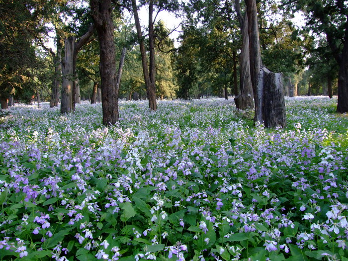 二月兰Orychophragmus violaceus