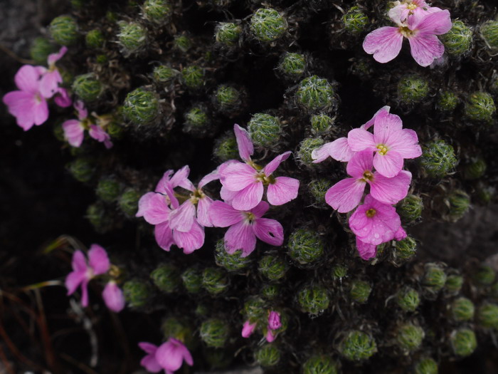 中甸丛菔Solms-laubachia zhongdianensis