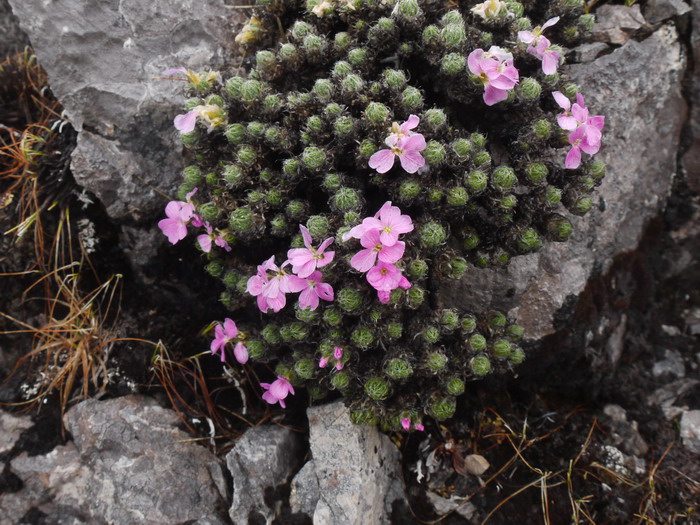 中甸丛菔Solms-laubachia zhongdianensis 中甸丛菔Solms-laubachia zhongdianensis