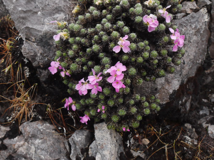 中甸丛菔Solms-laubachia zhongdianensis