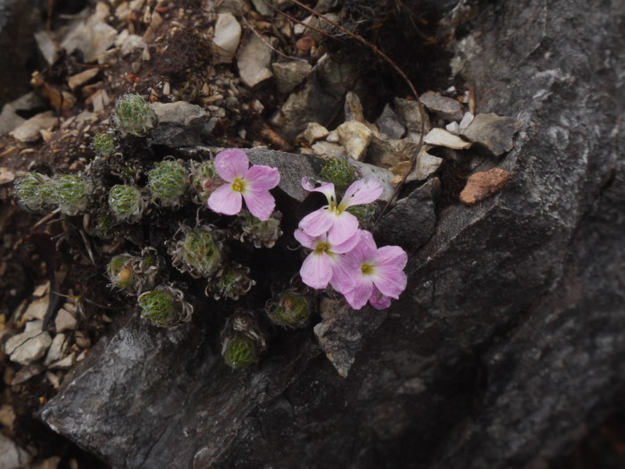 中甸丛菔Solms-laubachia zhongdianensis