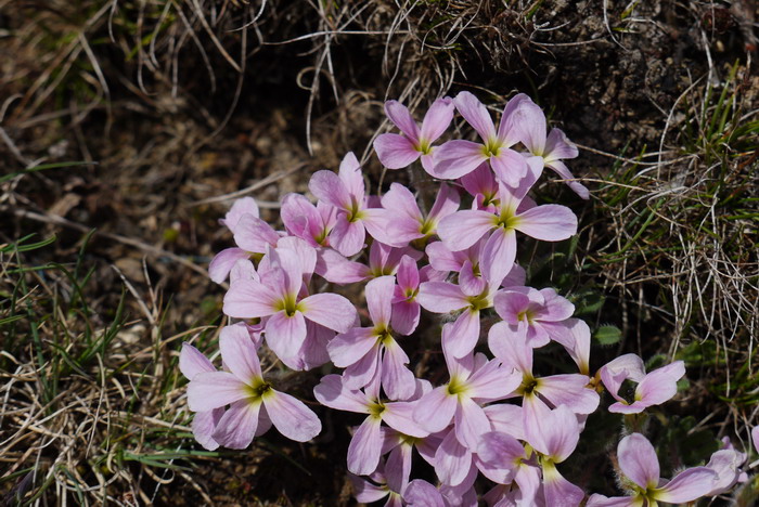 线叶丛菔Solms-laubachia linearifolia