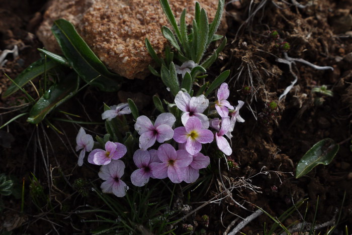 线叶丛菔Solms-laubachia linearifolia