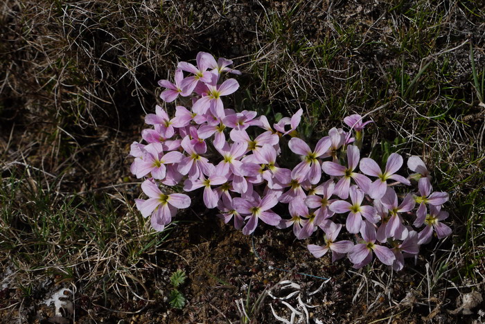 线叶丛菔Solms-laubachia linearifolia