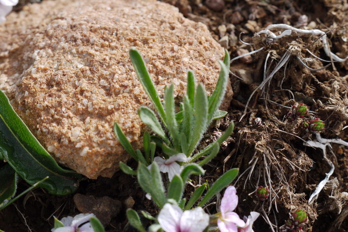 线叶丛菔Solms-laubachia linearifolia