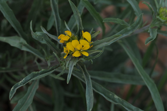 具苞糖芥Erysimum wardii