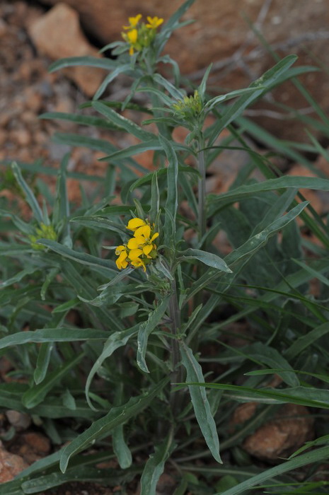 具苞糖芥Erysimum wardii 具苞糖芥Erysimum wardii