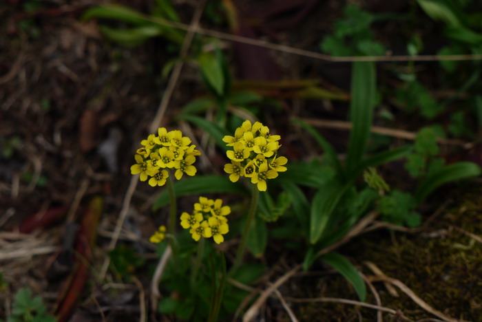 中国喜山葶苈Draba oreades var. chinensis