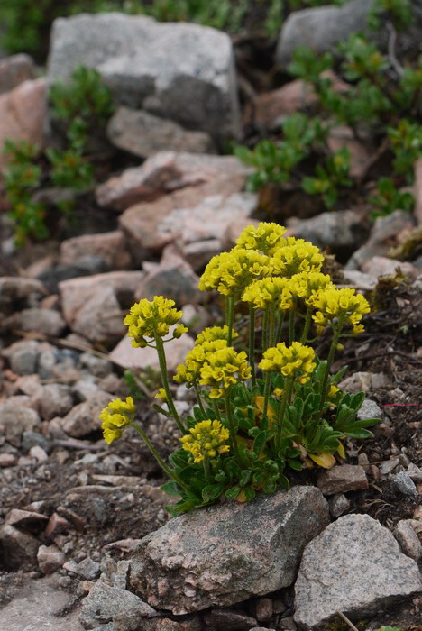 中国喜山葶苈Draba oreades var. chinensis