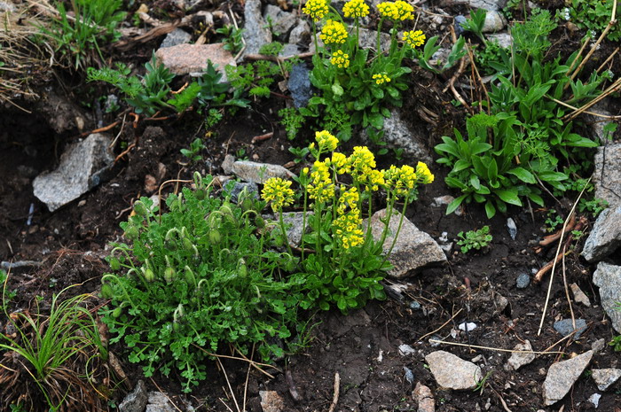 中国喜山葶苈Draba oreades var. chinensis