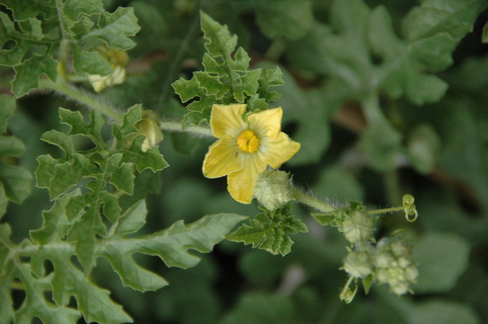 西瓜Citrullus lanatus 西瓜Citrullus lanatus