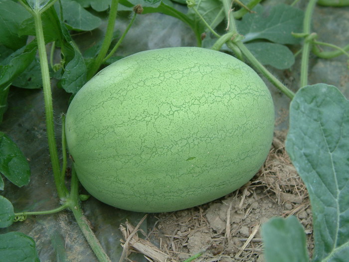 西瓜Citrullus lanatus 西瓜Citrullus lanatus