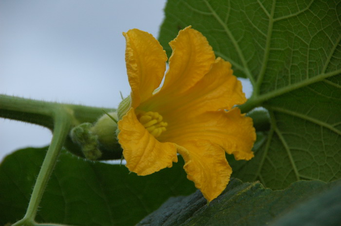 南瓜Cucurbita moschata 南瓜Cucurbita moschata