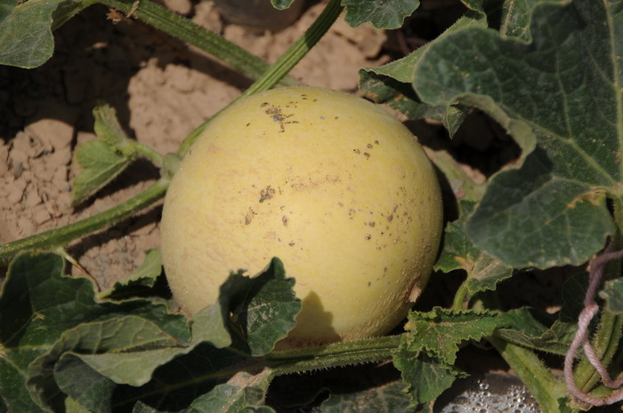 甜瓜Cucumis melo 甜瓜Cucumis melo