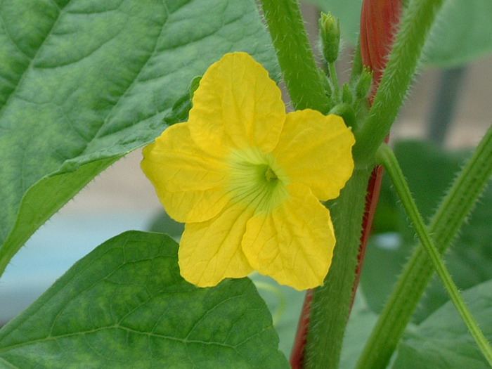 甜瓜Cucumis melo 甜瓜Cucumis melo