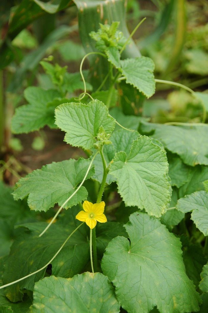 甜瓜Cucumis melo