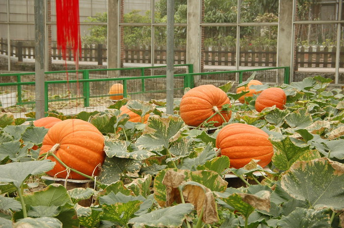 南瓜Cucurbita moschata 南瓜Cucurbita moschata