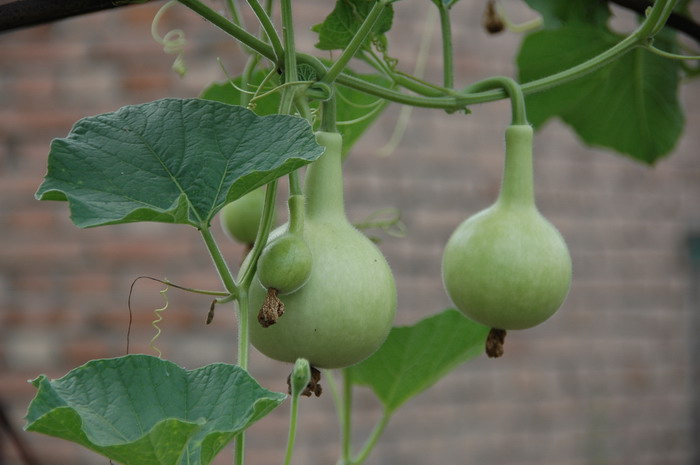 葫芦Lagenaria siceraria 葫芦Lagenaria siceraria