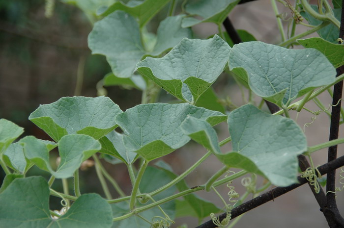 葫芦Lagenaria siceraria 葫芦Lagenaria siceraria