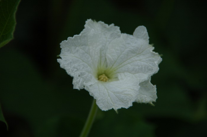 葫芦Lagenaria siceraria 葫芦Lagenaria siceraria