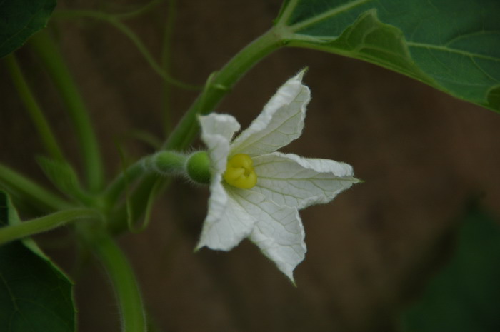 葫芦Lagenaria siceraria 葫芦Lagenaria siceraria