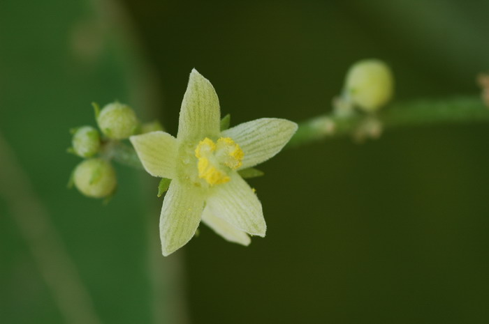 佛手瓜Sechium edule 佛手瓜Sechium edule