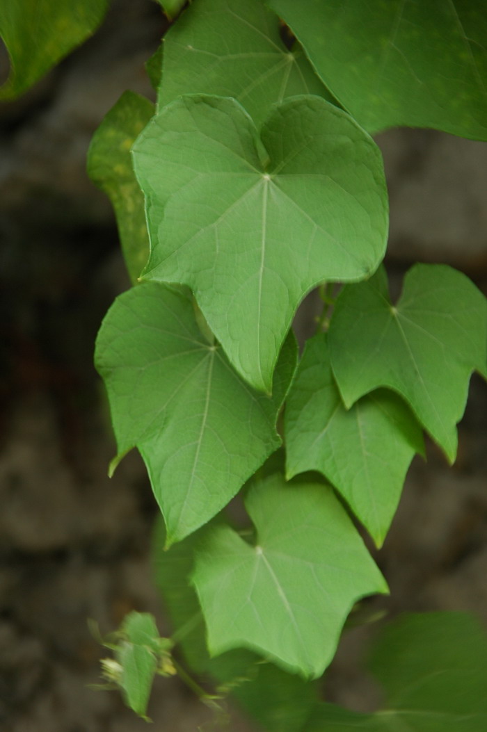 佛手瓜Sechium edule 佛手瓜Sechium edule