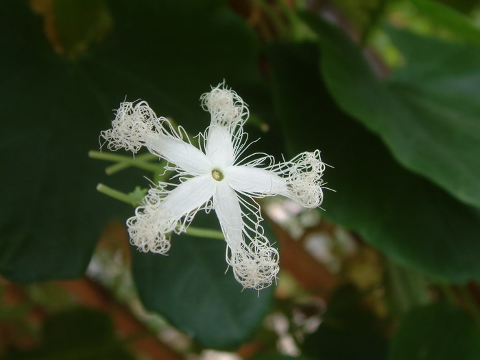 蛇瓜Trichosanthes anguina 蛇瓜Trichosanthes anguina