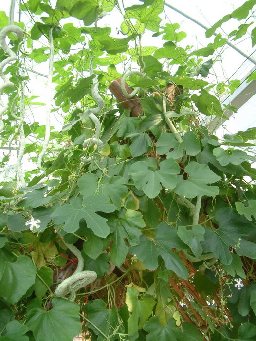 蛇瓜Trichosanthes anguina 蛇瓜Trichosanthes anguina