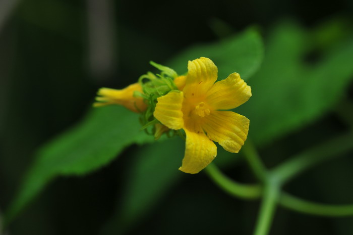 头花赤瓟Thladiantha capitata 头花赤瓟Thladiantha capitata