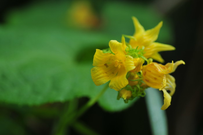 头花赤瓟Thladiantha capitata 头花赤瓟Thladiantha capitata