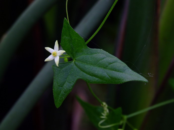 老鼠拉冬瓜Zehneria japonica 老鼠拉冬瓜Zehneria japonica