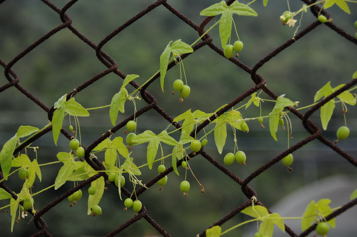 老鼠拉冬瓜Zehneria japonica 老鼠拉冬瓜Zehneria japonica