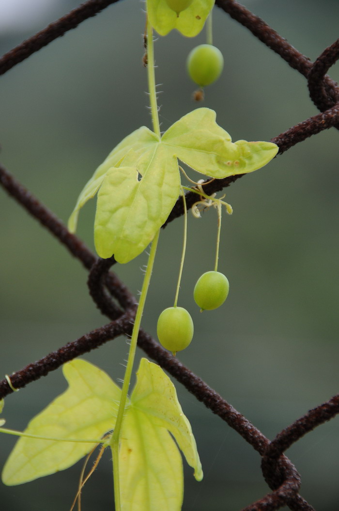 老鼠拉冬瓜Zehneria japonica 老鼠拉冬瓜Zehneria japonica