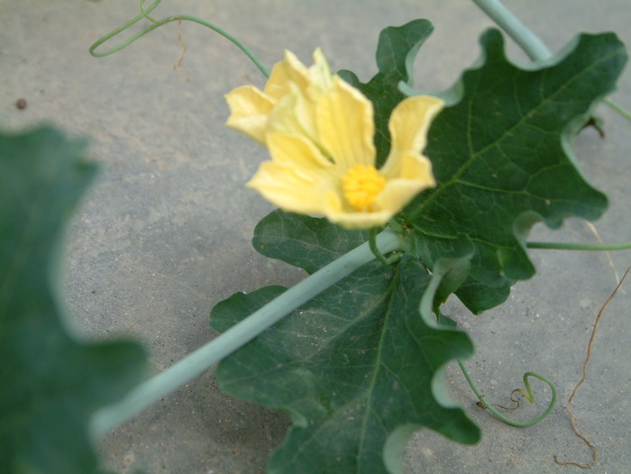 睡布袋Cephalopentandra ecirrhosa 睡布袋Cephalopentandra ecirrhosa