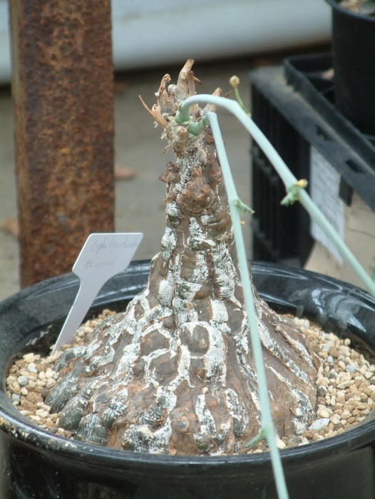 睡布袋Cephalopentandra ecirrhosa 睡布袋Cephalopentandra ecirrhosa