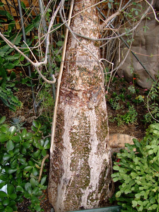 嘴状苦瓜Momordica rostrata 嘴状苦瓜Momordica rostrata