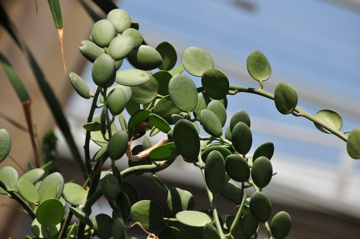 碧雷鼓Xerosicyos danguyi 碧雷鼓Xerosicyos danguyi
