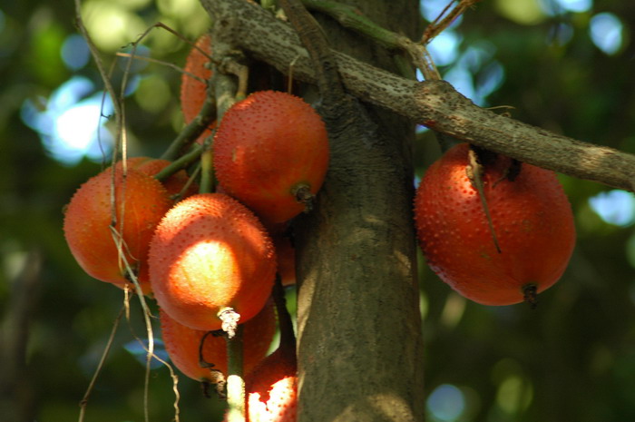木鳖子Momordica cochinchinensis 木鳖子Momordica cochinchinensis