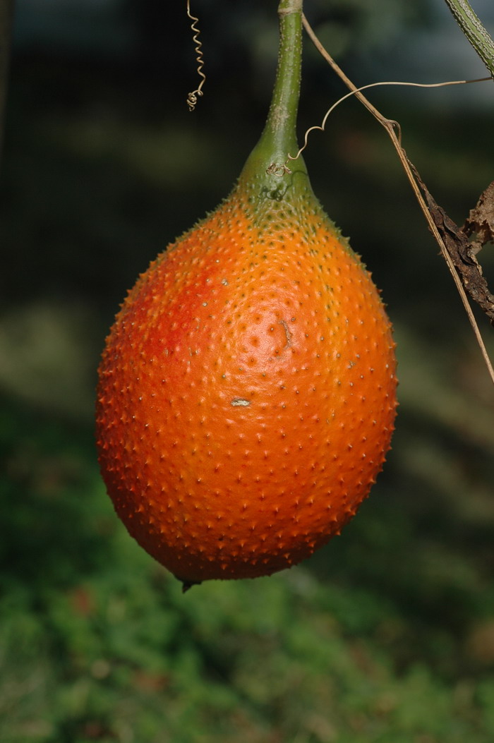 木鳖子Momordica cochinchinensis 木鳖子Momordica cochinchinensis