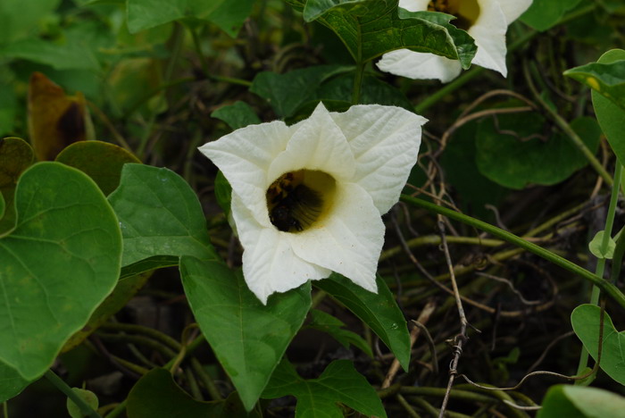 木鳖子Momordica cochinchinensis 木鳖子Momordica cochinchinensis