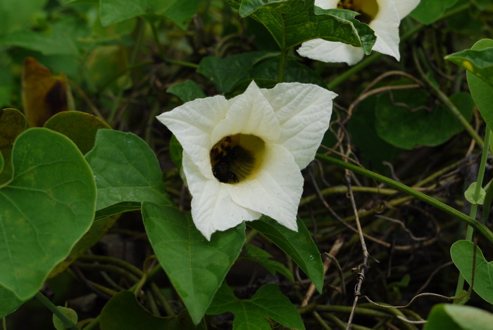 木鳖子Momordica cochinchinensis