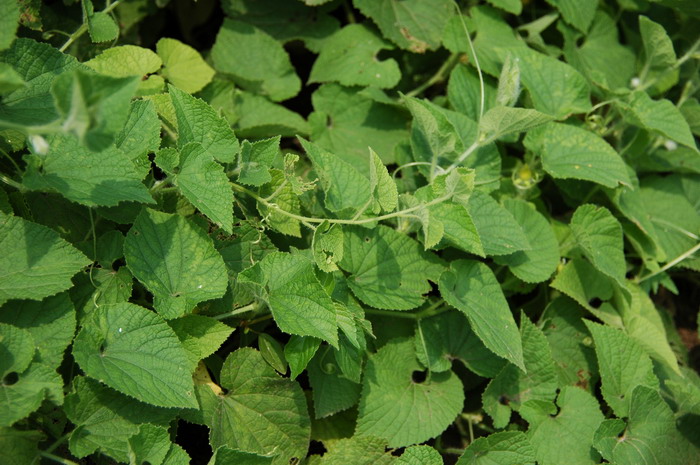 赤瓟Thladiantha dubia 赤瓟Thladiantha dubia