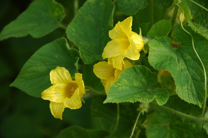 赤瓟Thladiantha dubia 赤瓟Thladiantha dubia
