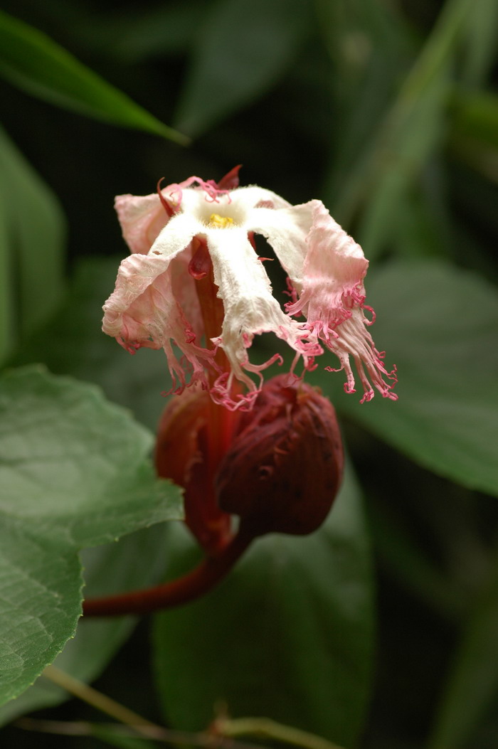 糙点栝楼Trichosanthes dunniana 糙点栝楼Trichosanthes dunniana